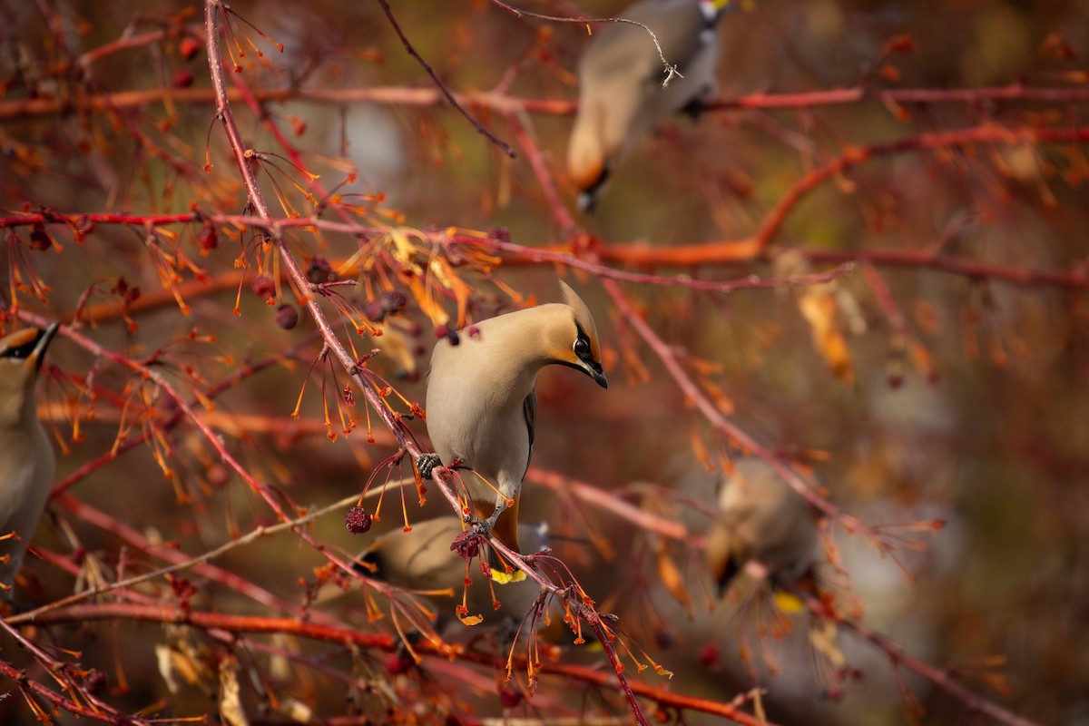 Bohemian Waxwing - Prairie Birder