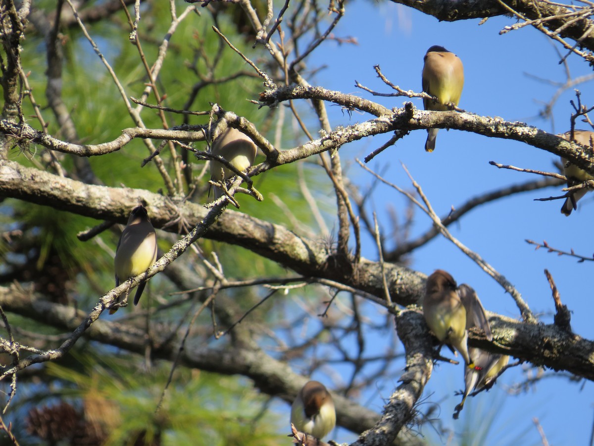 Cedar Waxwing - ML529509831