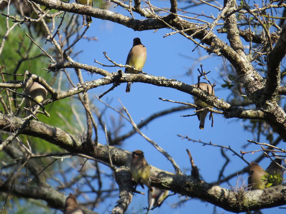 Cedar Waxwing - ML529509841