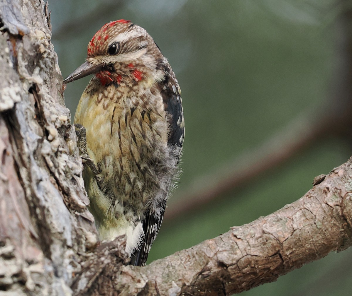 Yellow-bellied Sapsucker - ML529510211