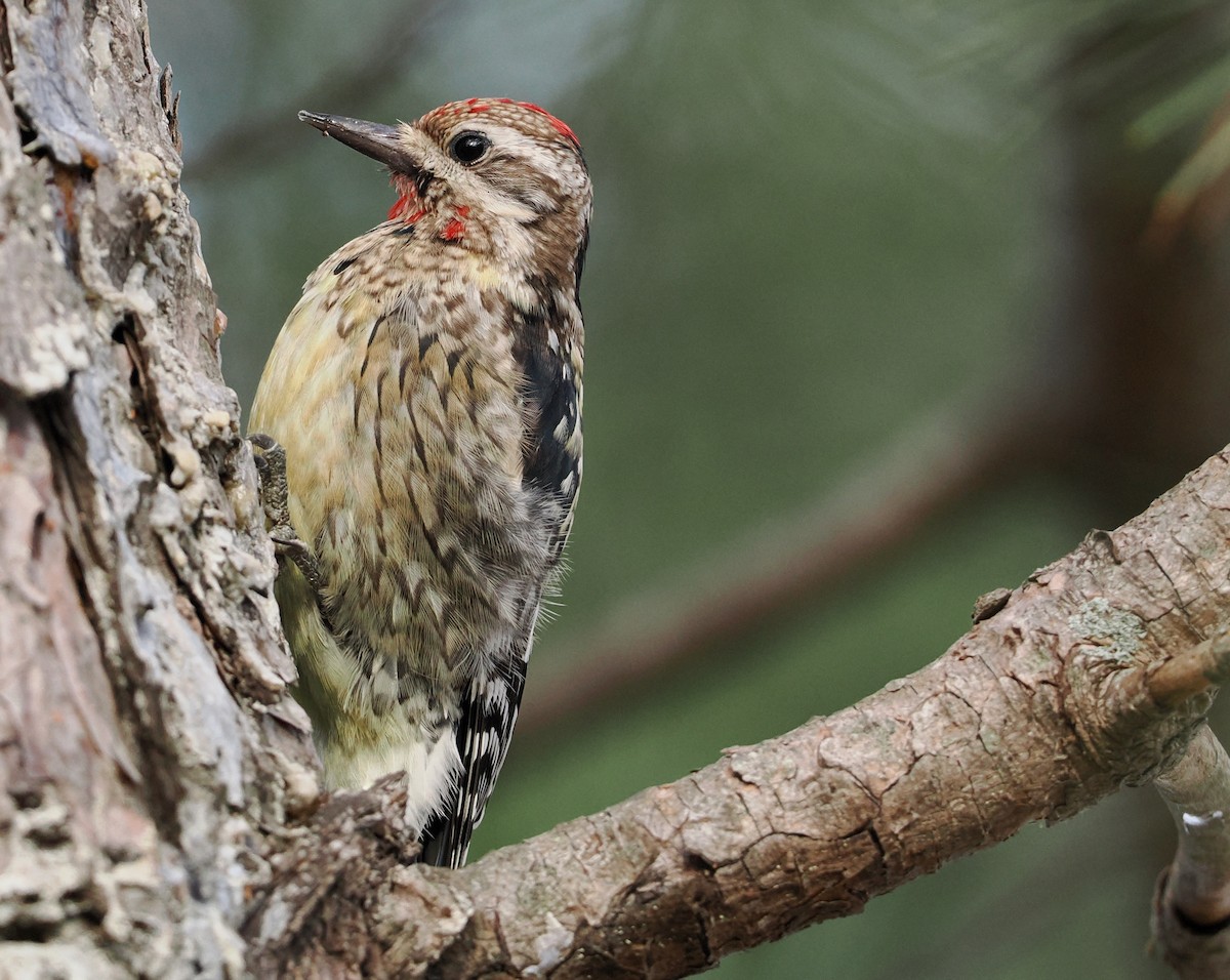 Yellow-bellied Sapsucker - Ken Winkler