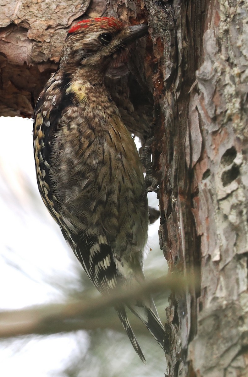 Yellow-bellied Sapsucker - ML529510251