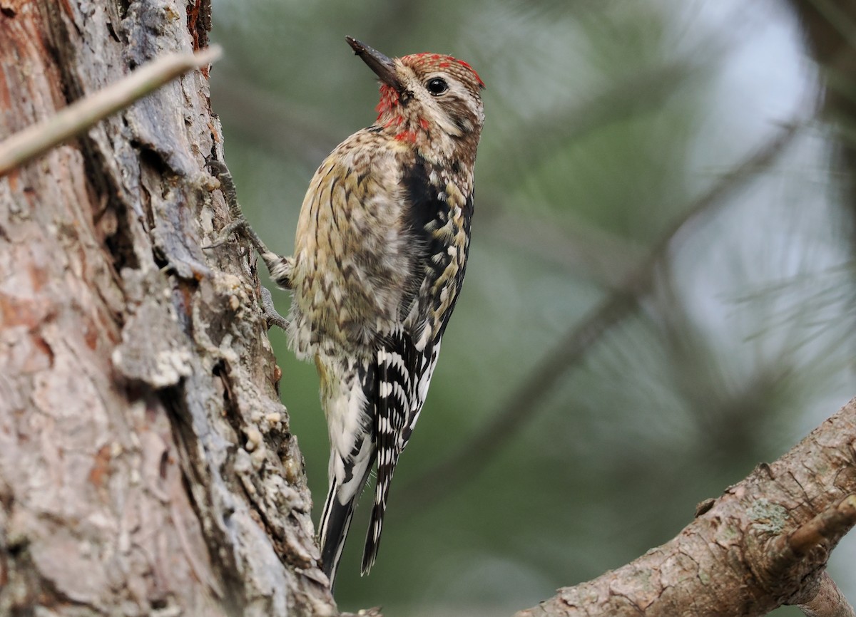 Yellow-bellied Sapsucker - ML529510291