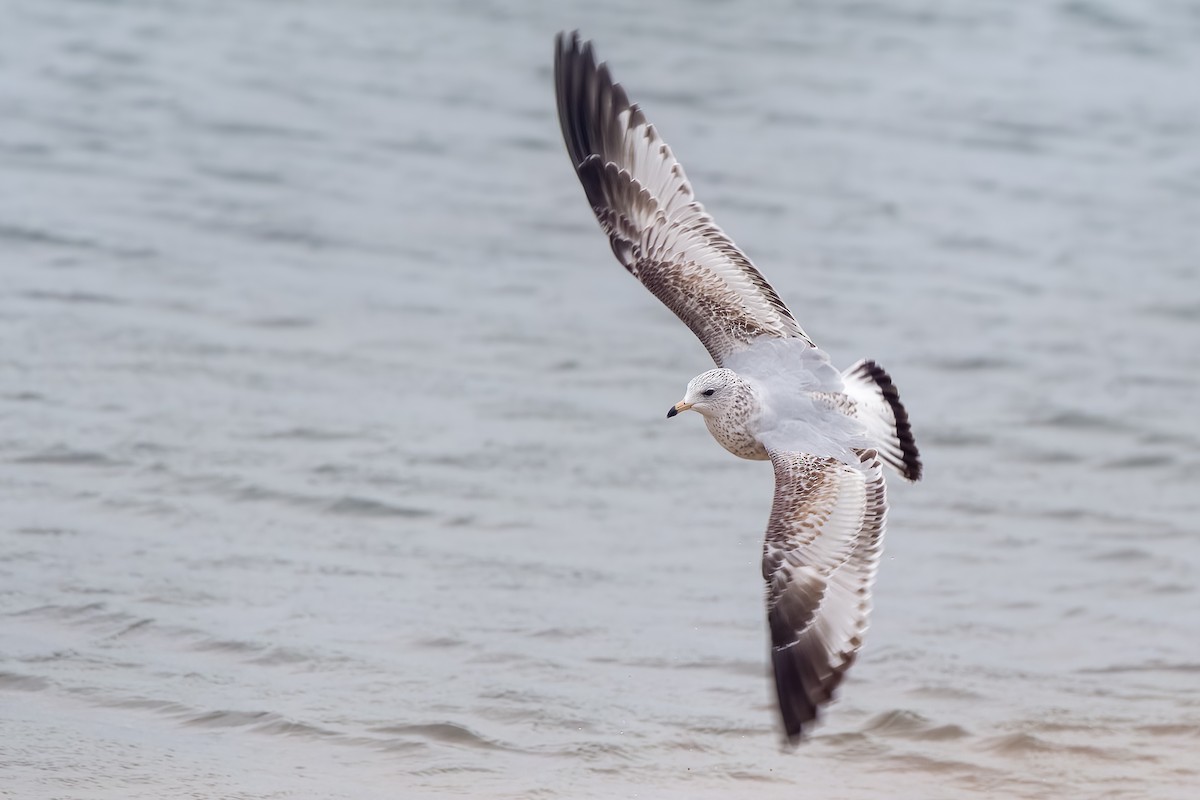 Ring-billed Gull - ML529511941