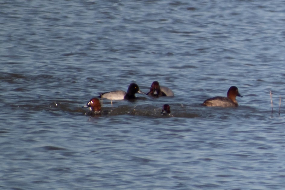 Lesser Scaup - Fernando Alonso
