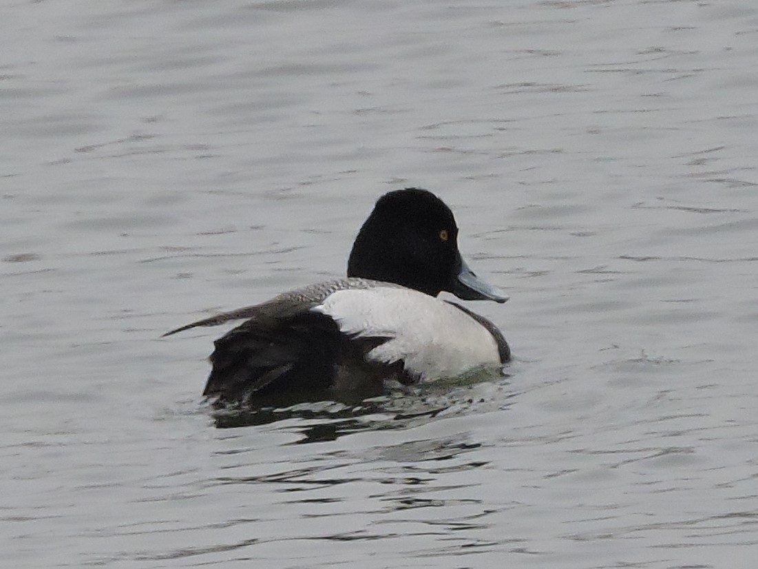 Lesser Scaup - ML529512841