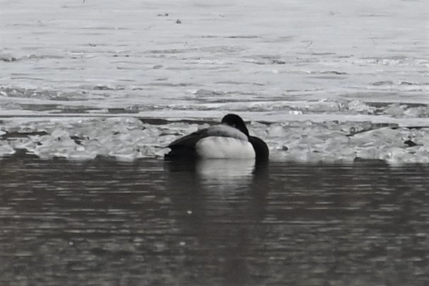 Greater Scaup - ML529512971