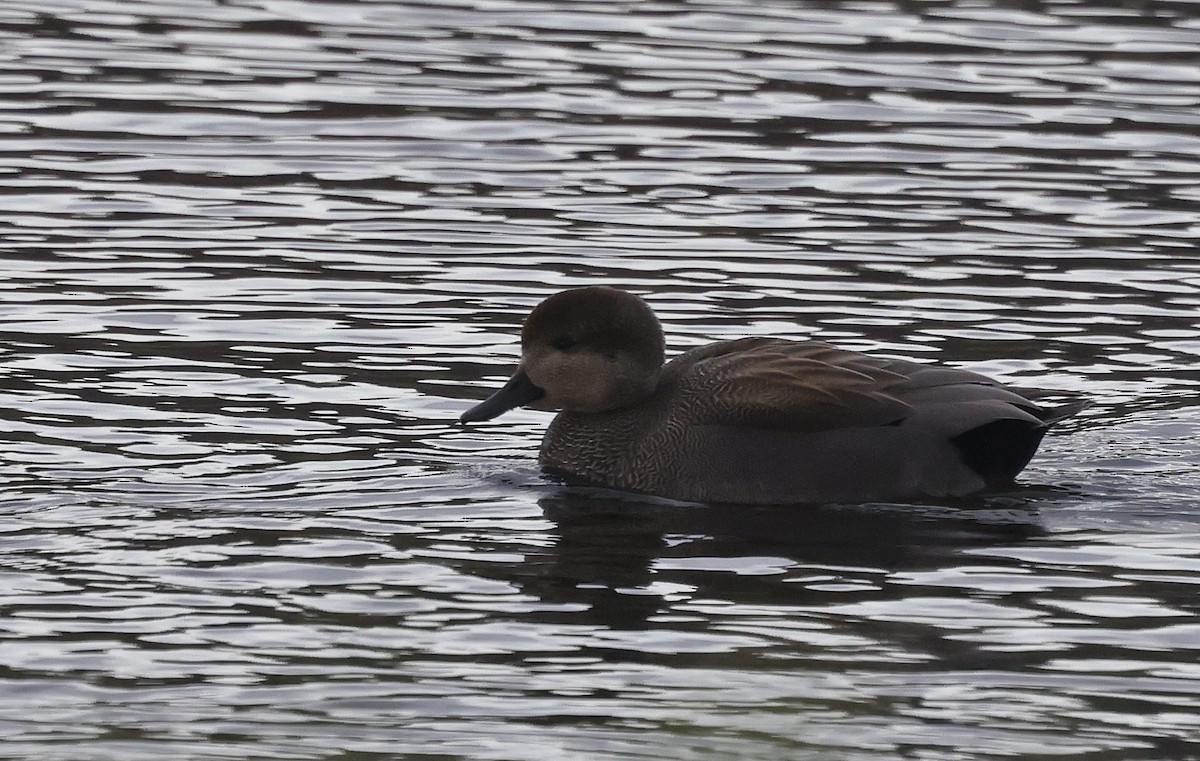 Gadwall - Paul Chapman