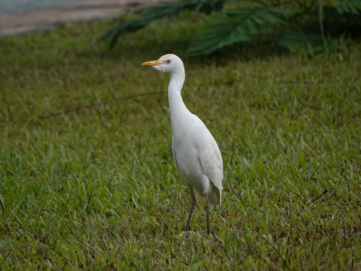 Western Cattle Egret - ML529514981