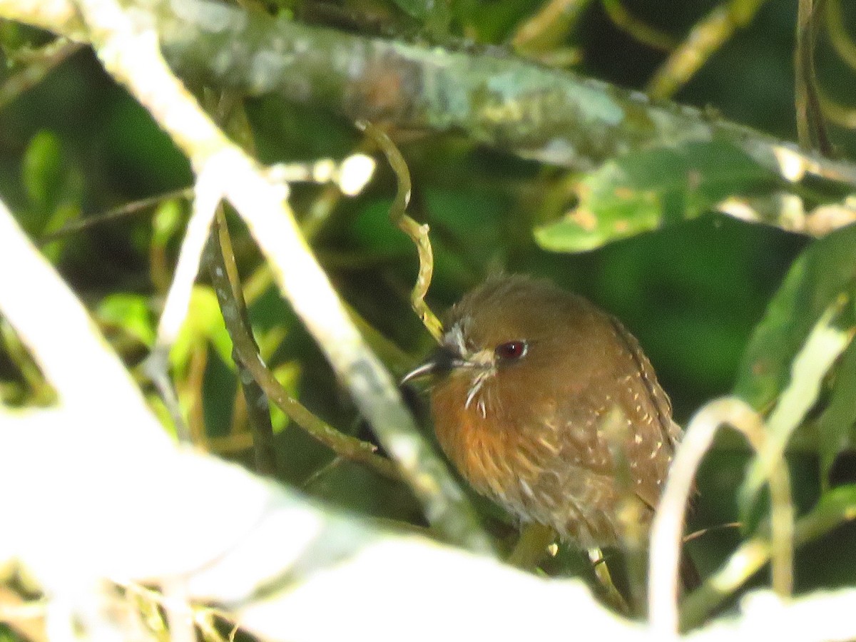 Moustached Puffbird - oswaldo Toro Valencia