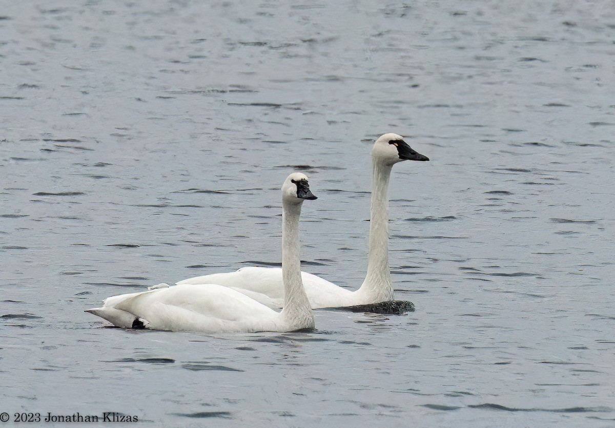 Tundra Swan - ML529516521