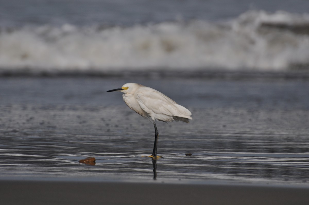 Snowy Egret - Lucas Foerster