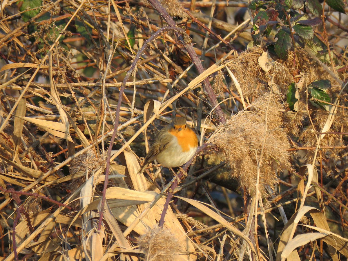 European Robin - Andres J.S. Carrasco