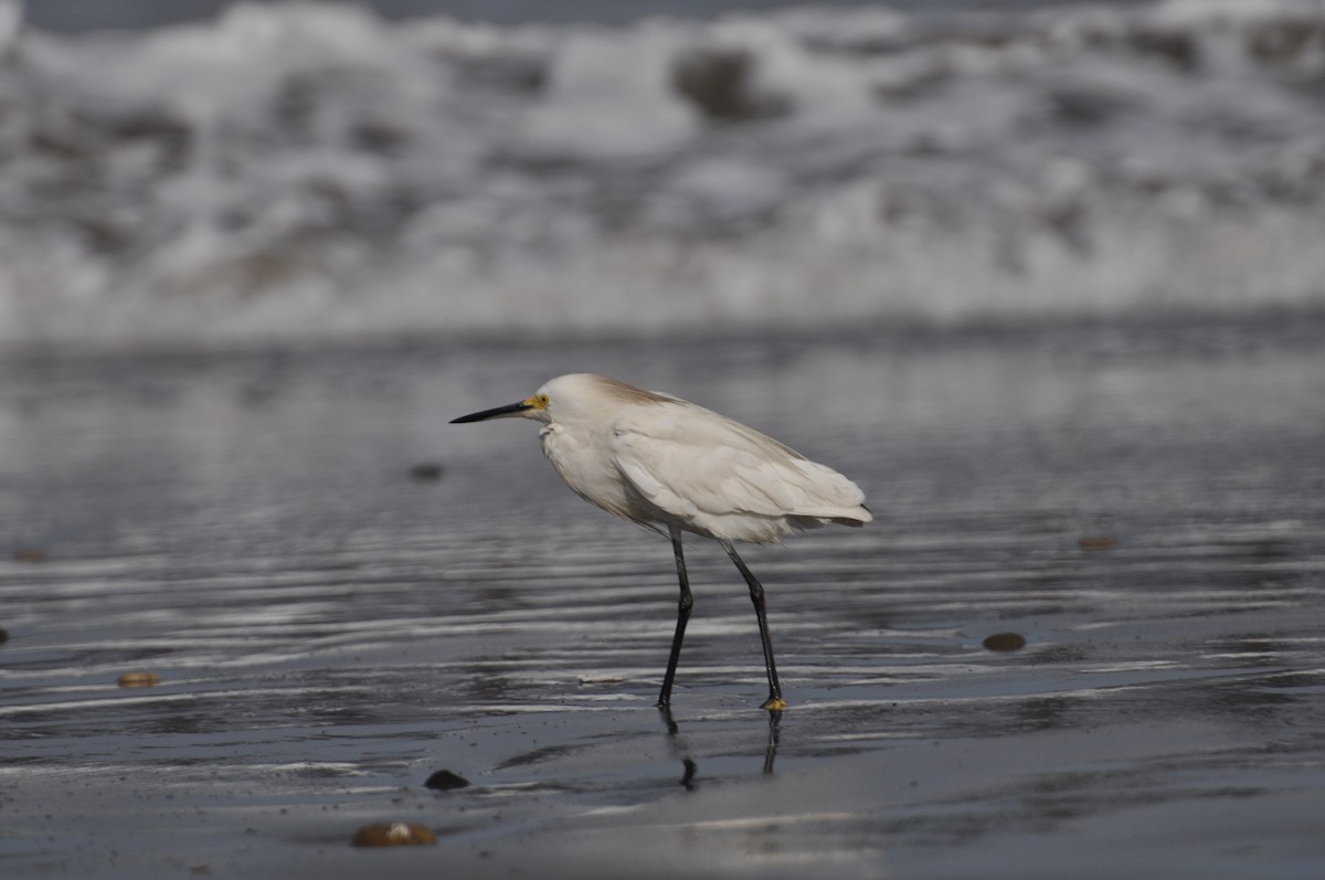 Snowy Egret - ML529518061