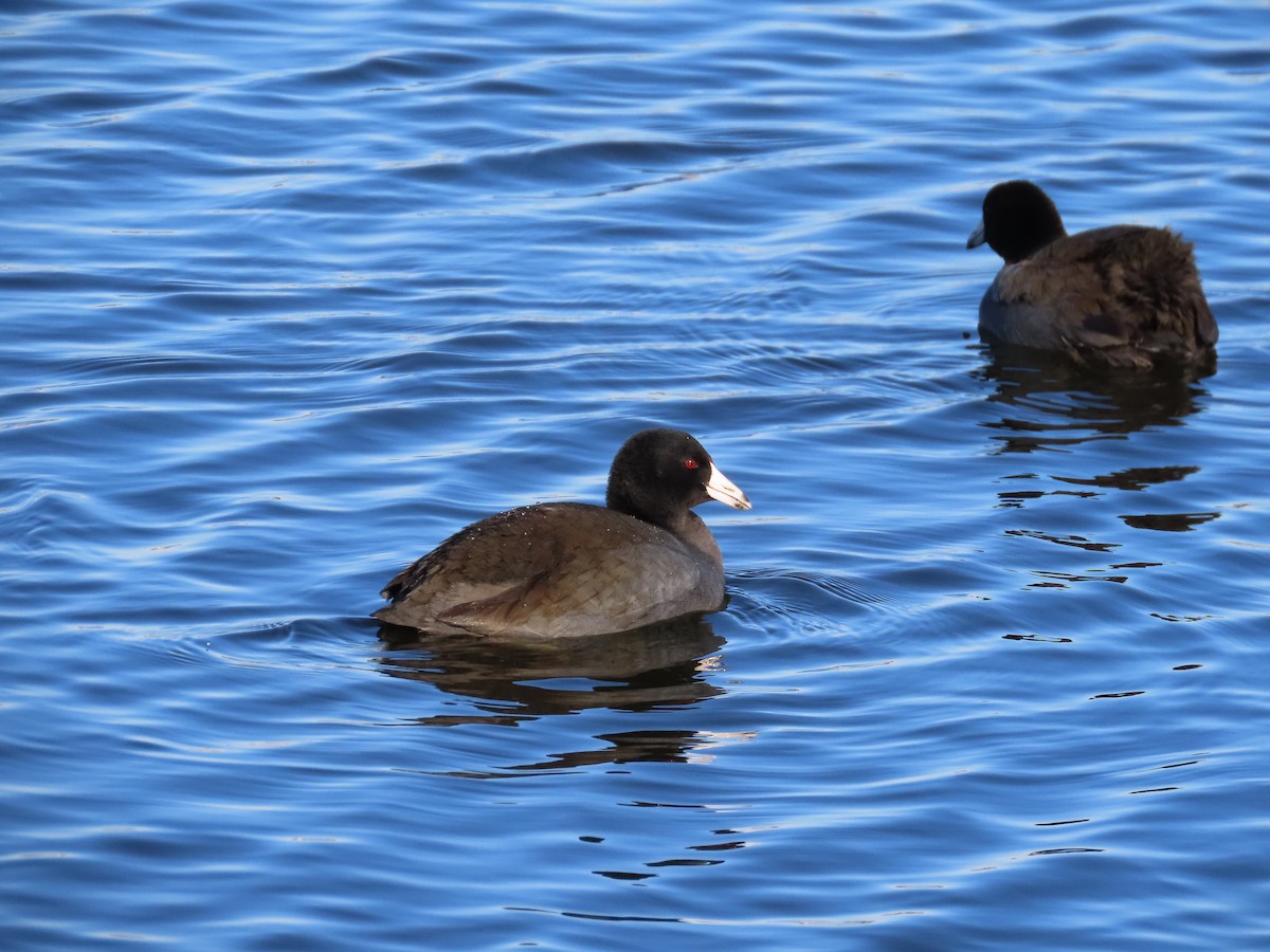 American Coot - ML529519931