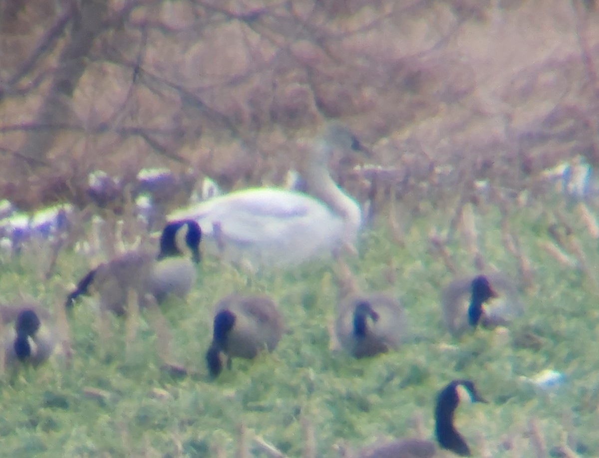 Tundra Swan - ML529521491