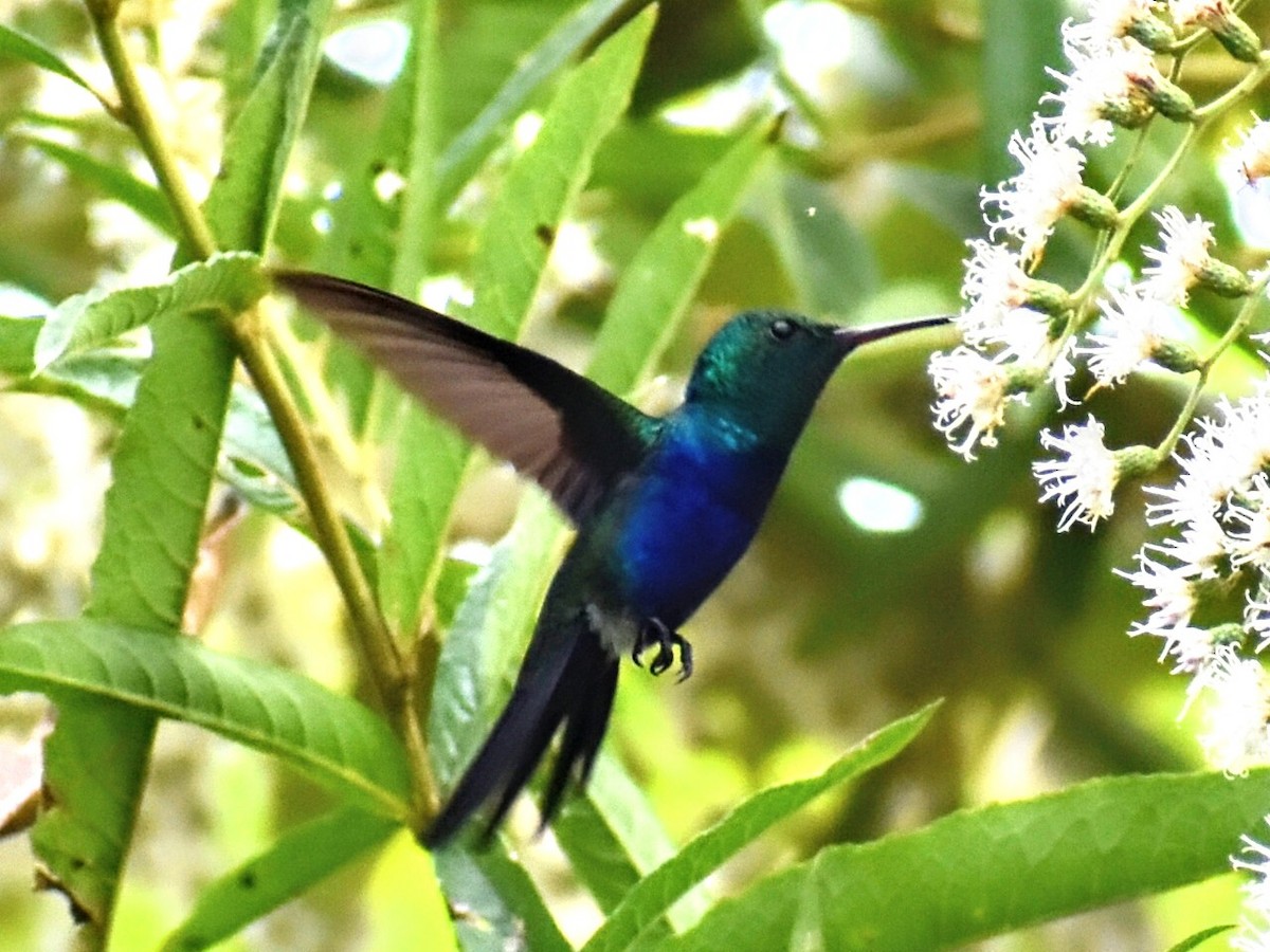 Violet-bellied Hummingbird - Andres Martinez D