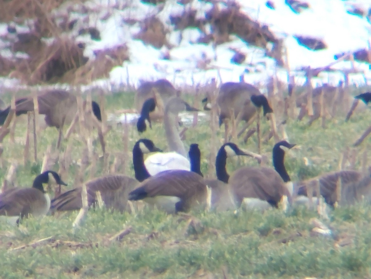 Tundra Swan - J. Kyron Hanson