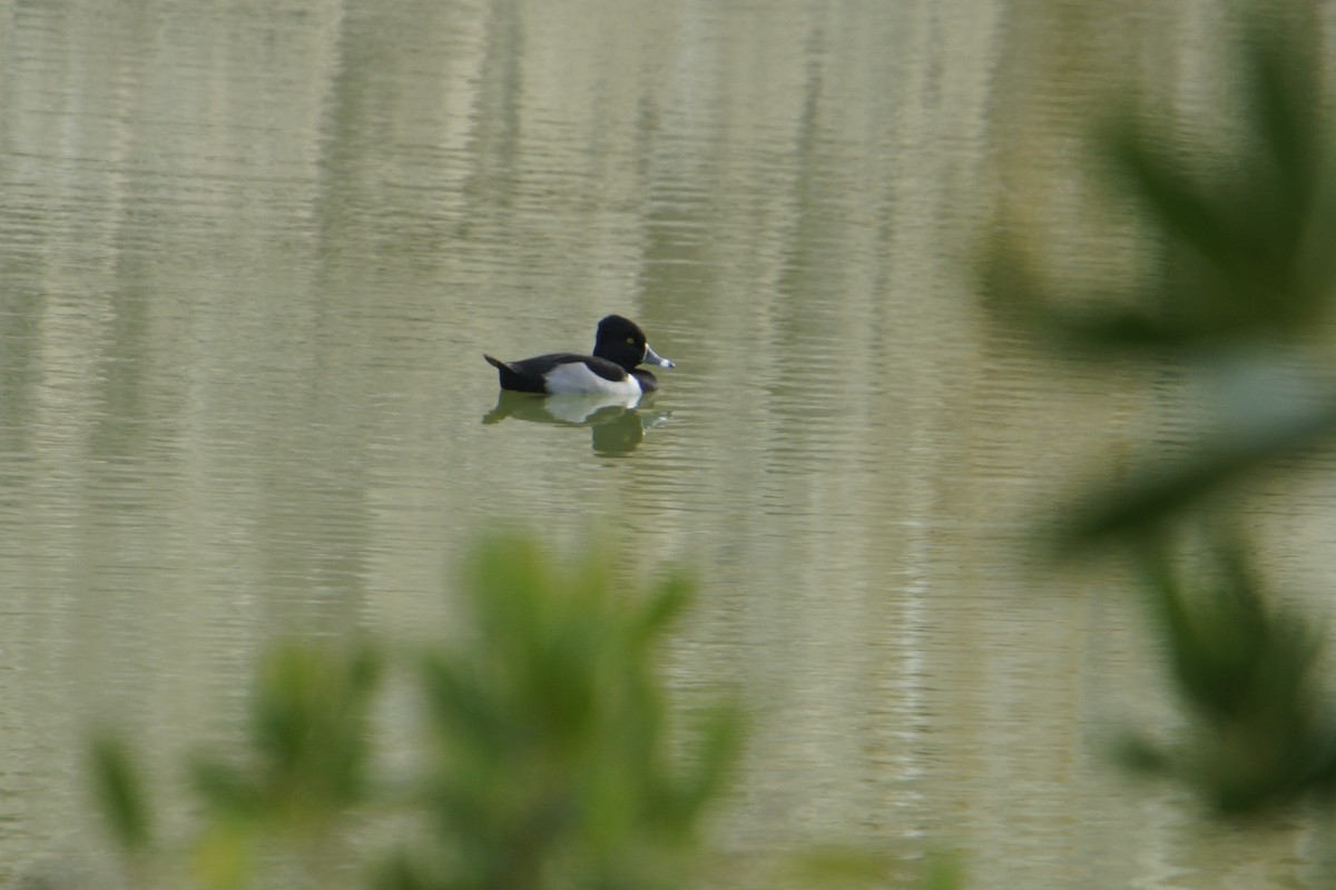 Ring-necked Duck - ML529522381
