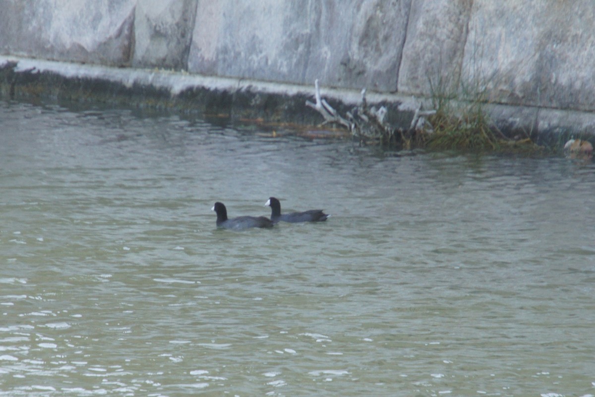 American Coot - ML529522551