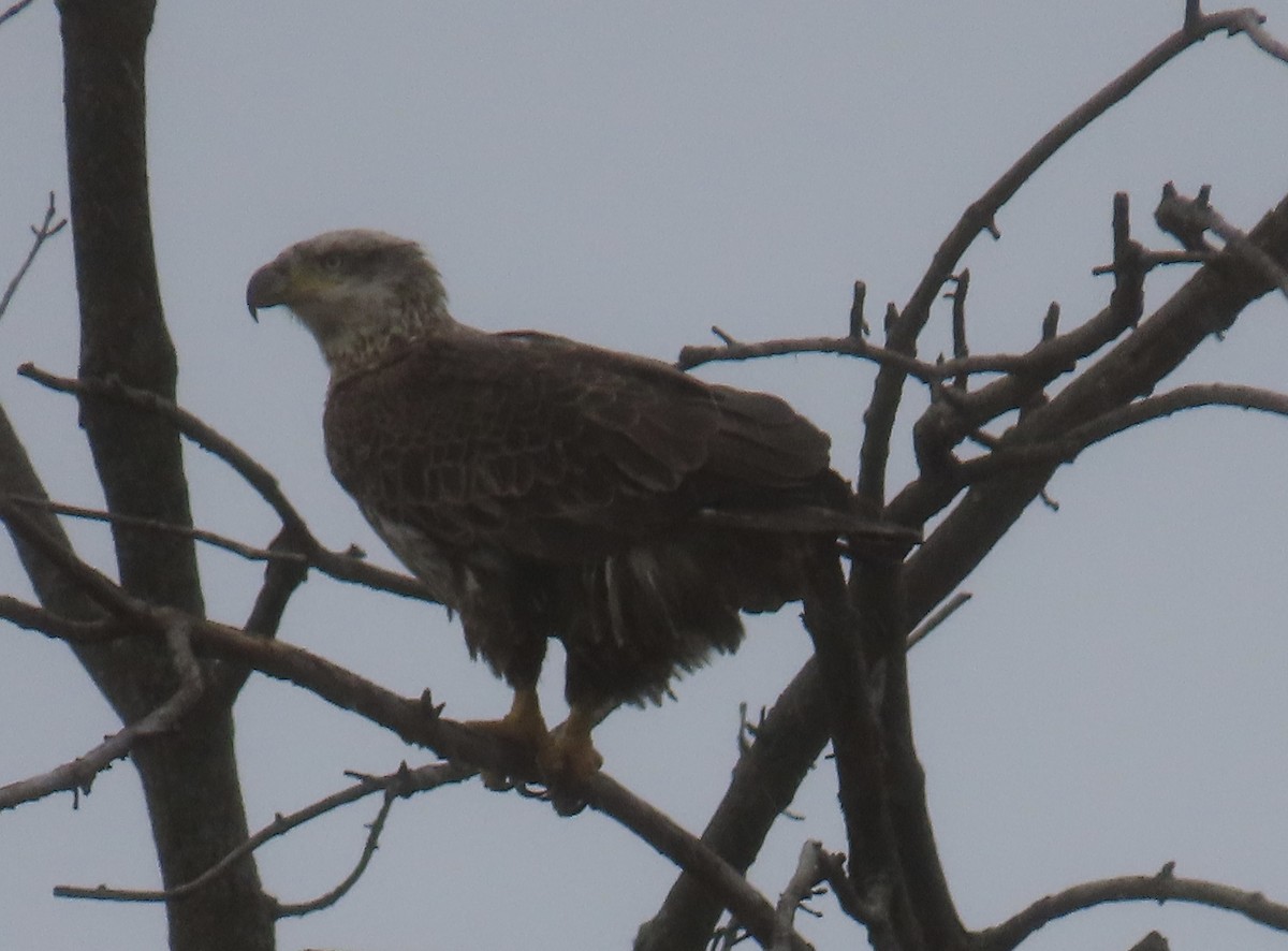 Bald Eagle - ML529522941