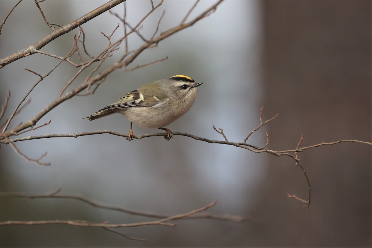 Golden-crowned Kinglet - ML529524201