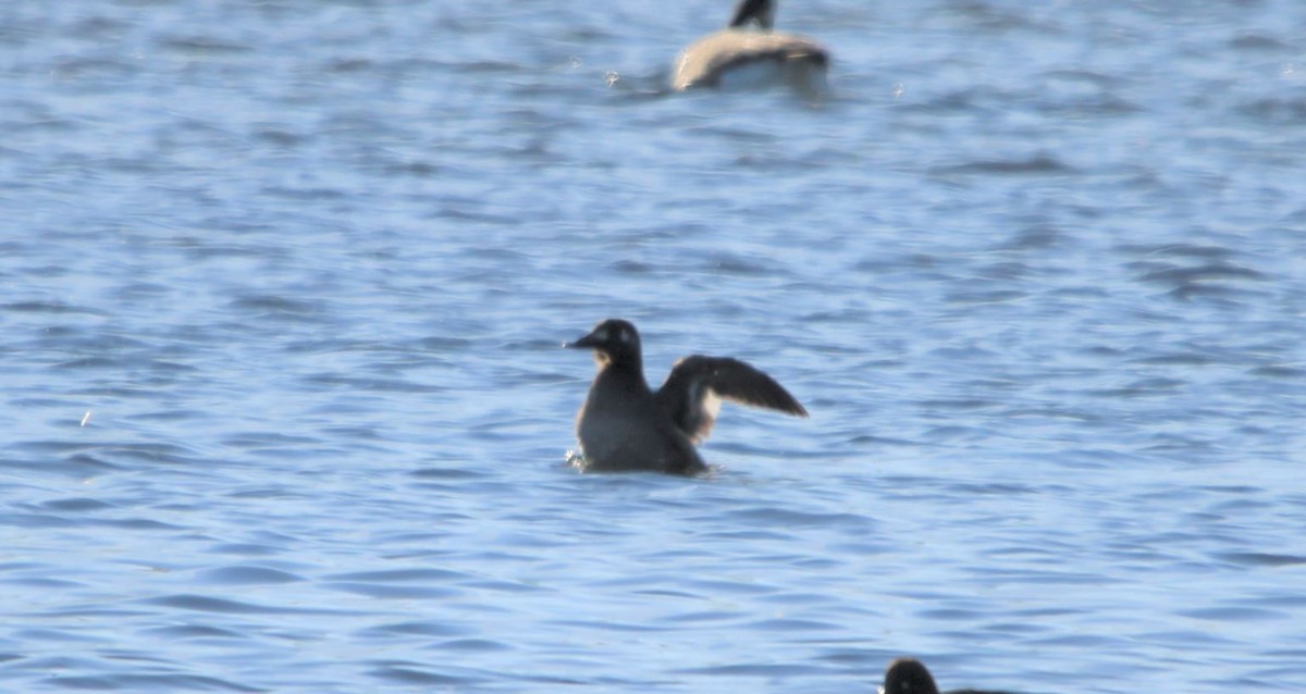 White-winged Scoter - ML529527201