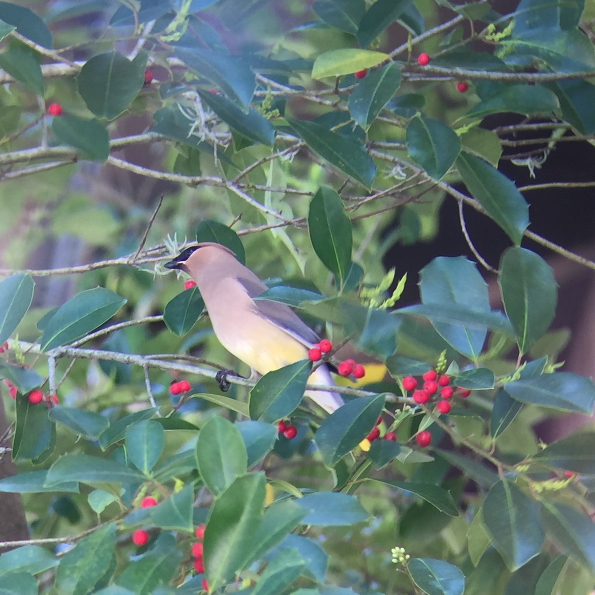 Cedar Waxwing - ML52952931