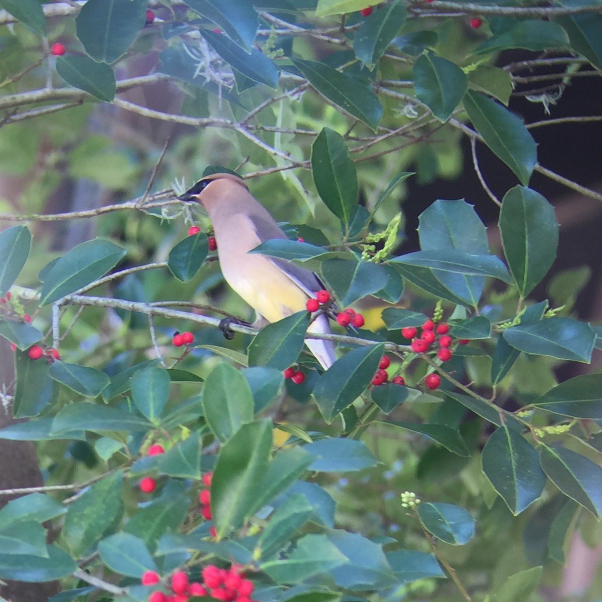 Cedar Waxwing - ML52952941