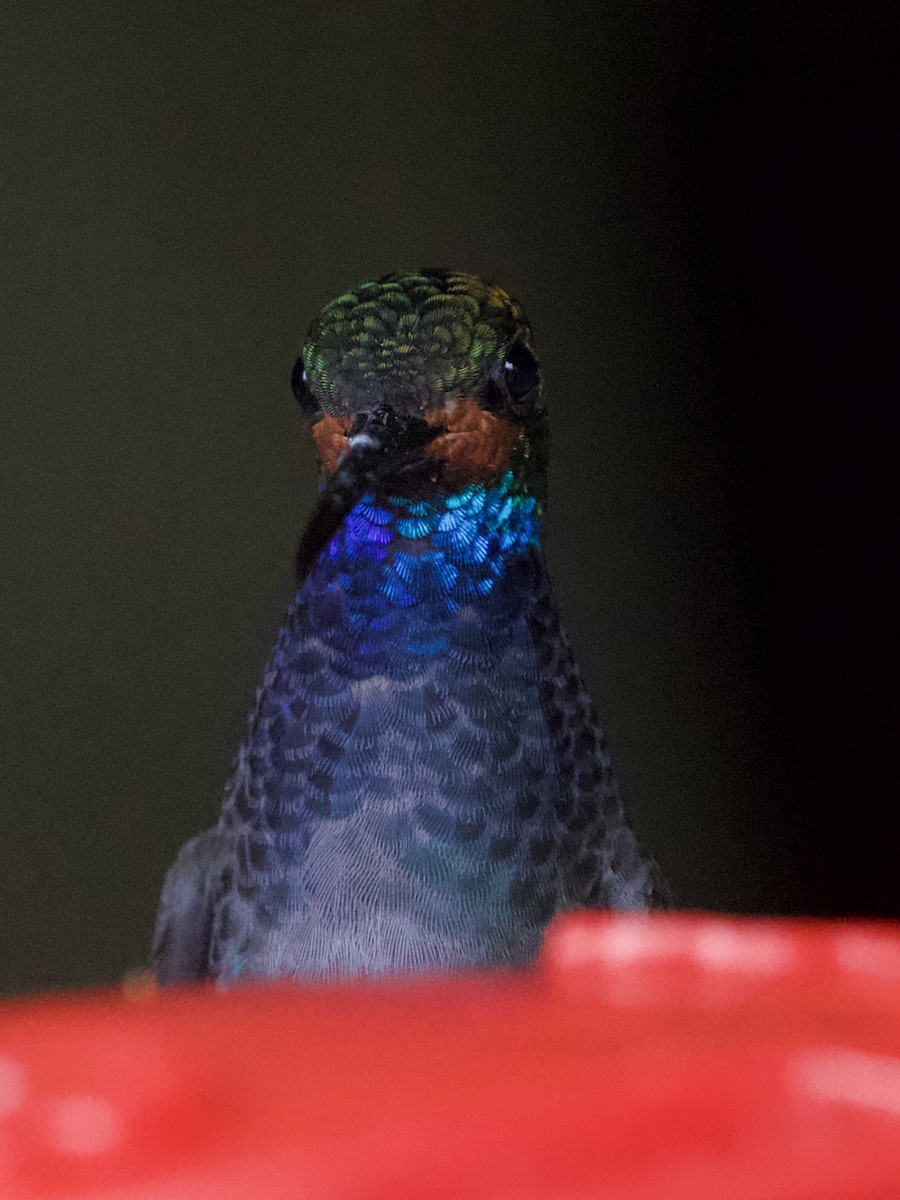 kolibřík irisový - ML529531231