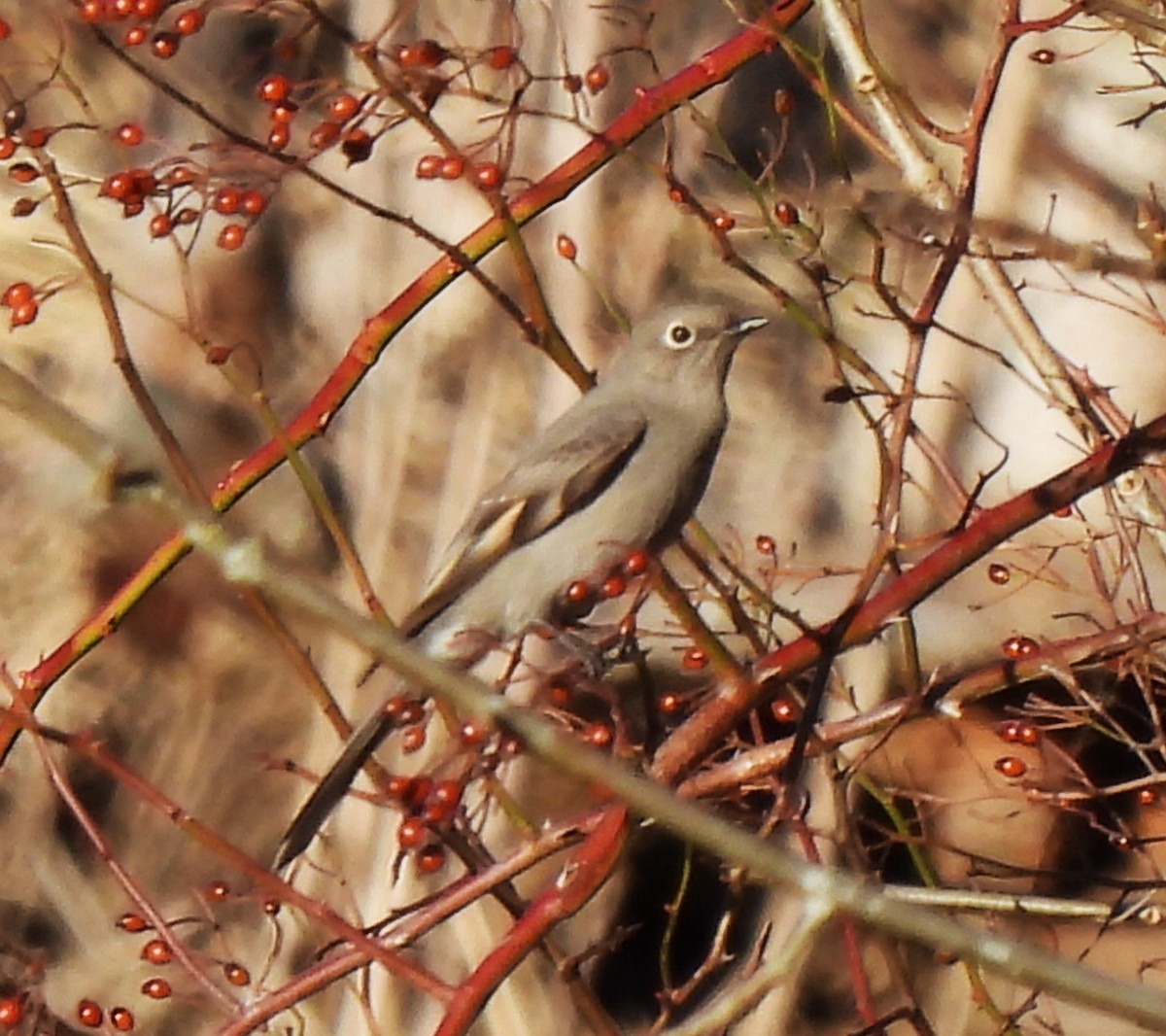 Townsend's Solitaire - Rick Bennett