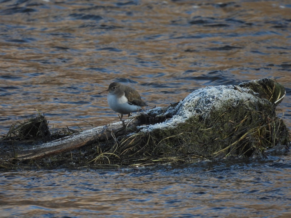 Spotted Sandpiper - ML529536871