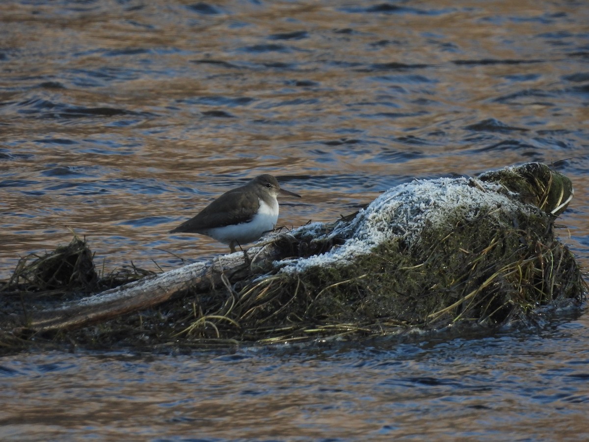 Spotted Sandpiper - ML529536881