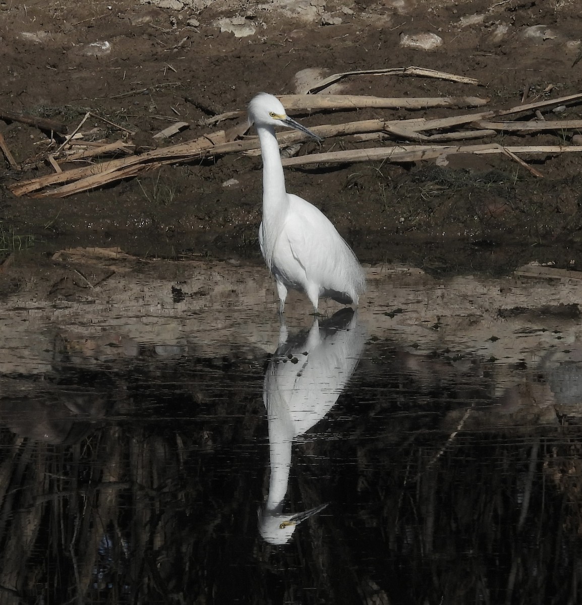 Snowy Egret - ML529537181