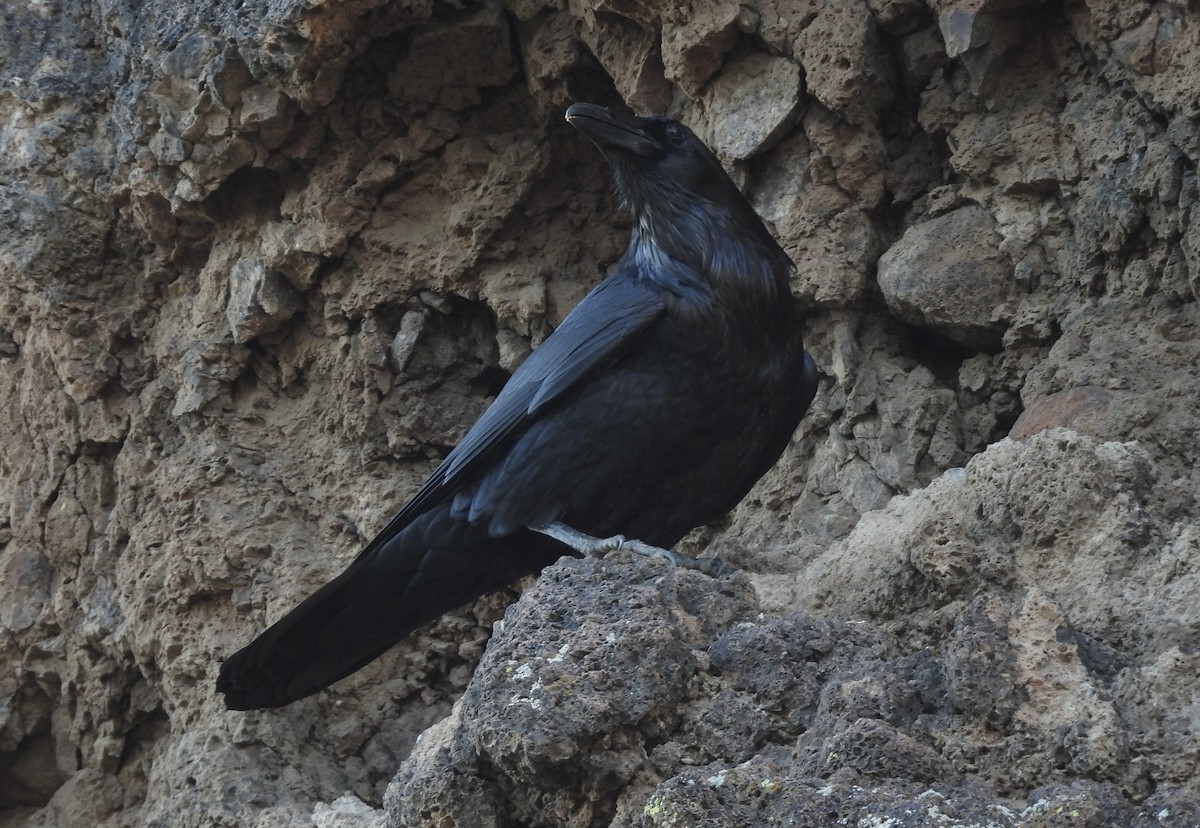 Common Raven - ML529537391