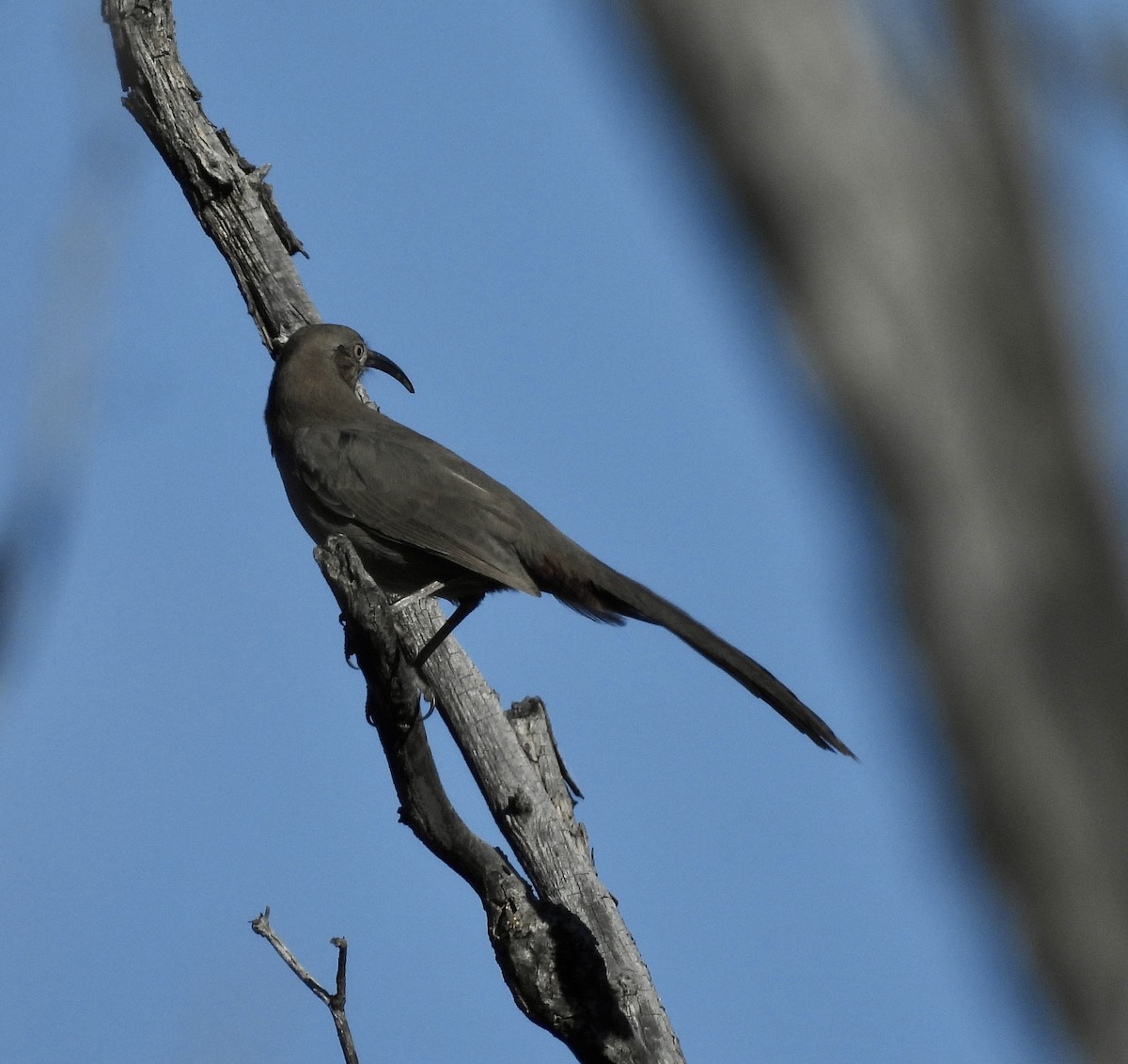 Crissal Thrasher - ML529537511