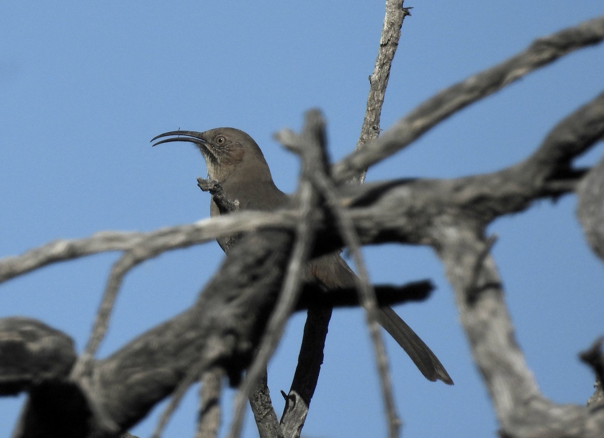 Crissal Thrasher - ML529537521