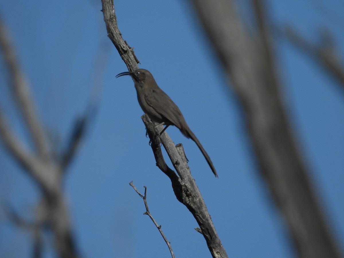 Crissal Thrasher - ML529537531