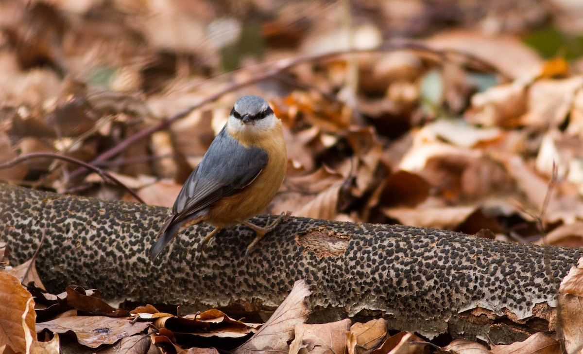 Өрнийн тоншголжин - ML529537561