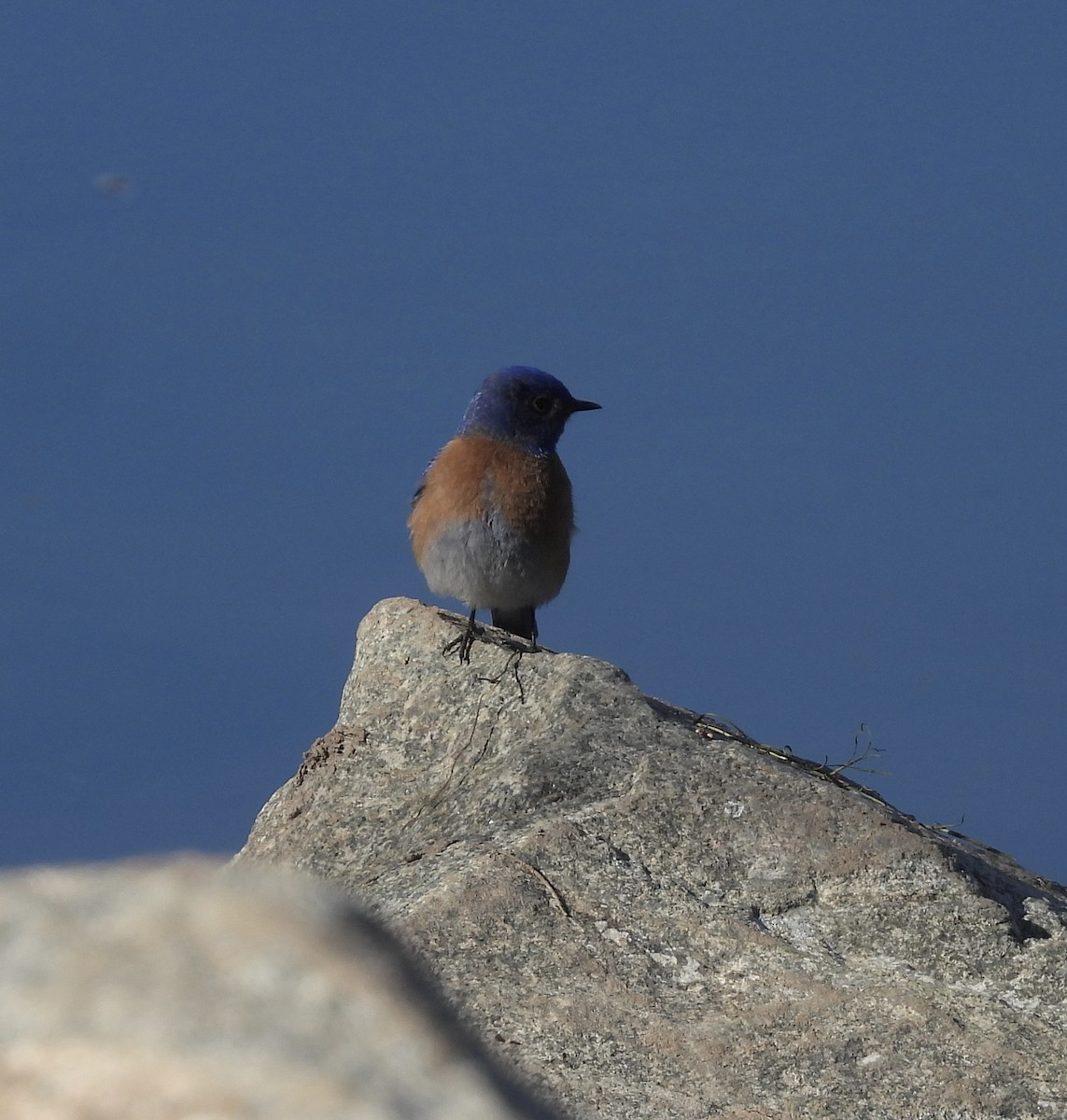 Western Bluebird - Beth Bruckheimer