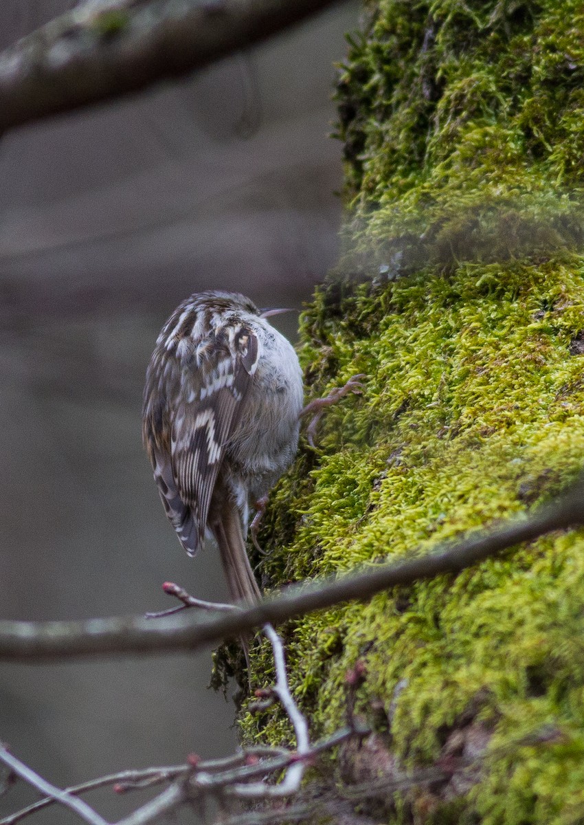 Хөвчийн бялзуумар - ML529537701