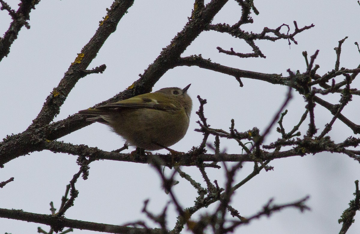Шар мэлзэн задуулай - ML529537851