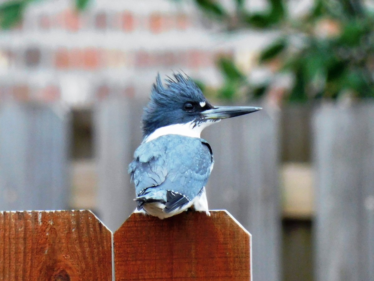 Belted Kingfisher - ML529538781