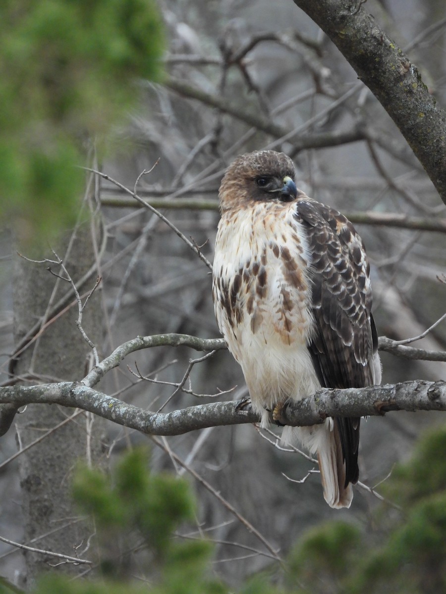 Red-tailed Hawk - ML529538951