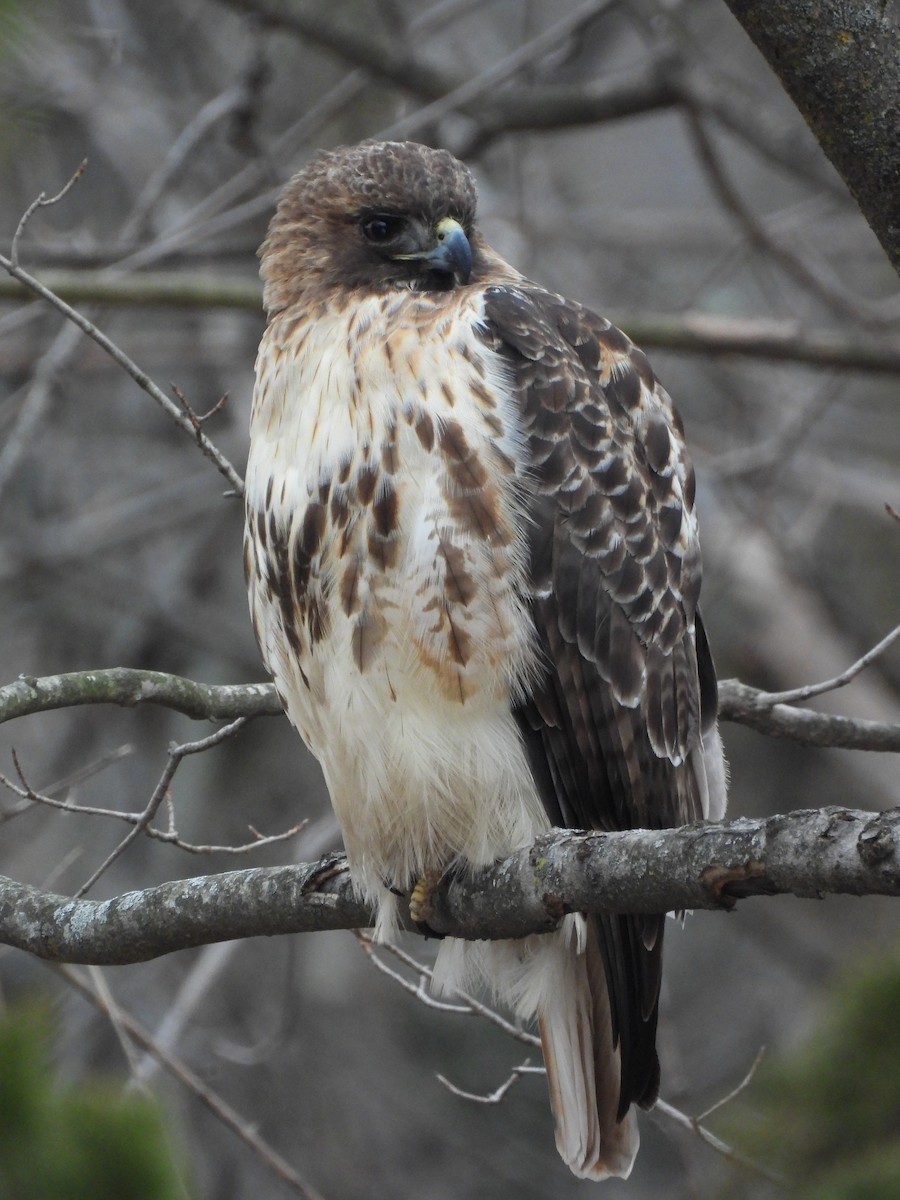 Red-tailed Hawk - ML529539061