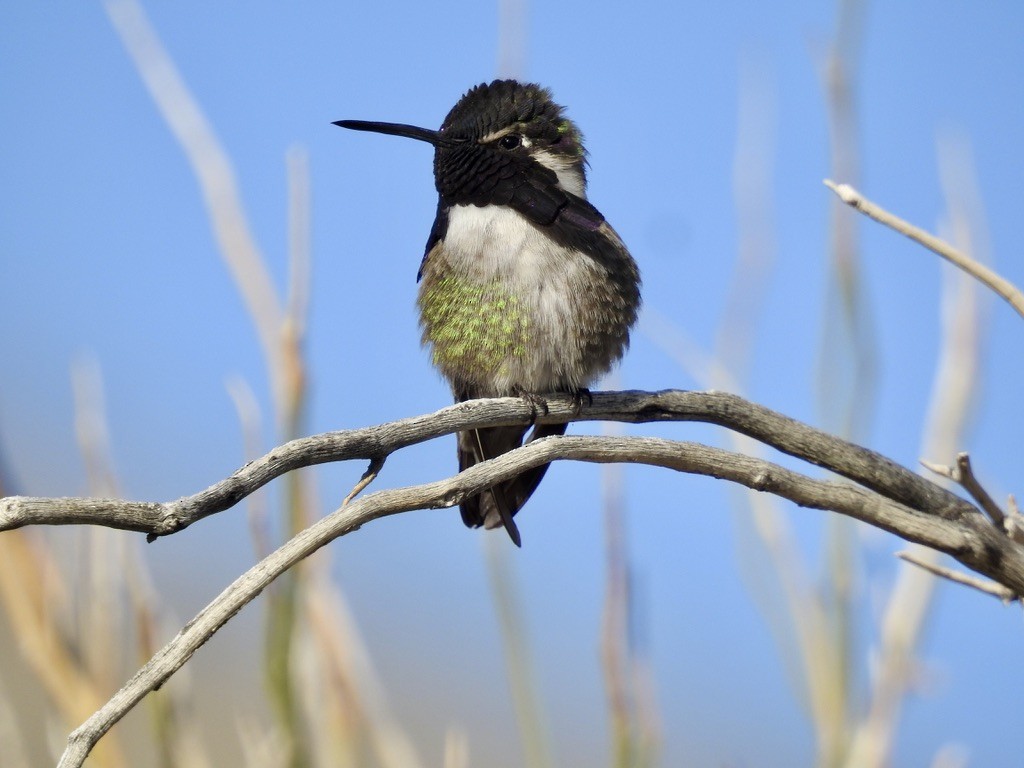 Colibrí de Costa - ML529539361