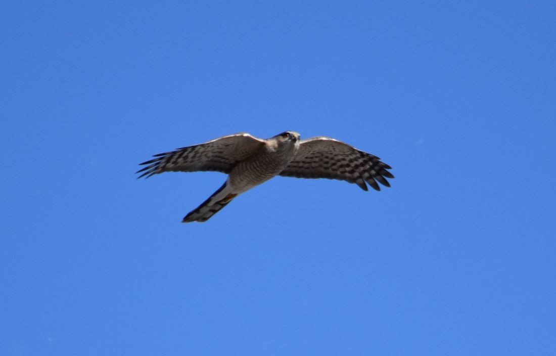 Sharp-shinned Hawk - ML529539391