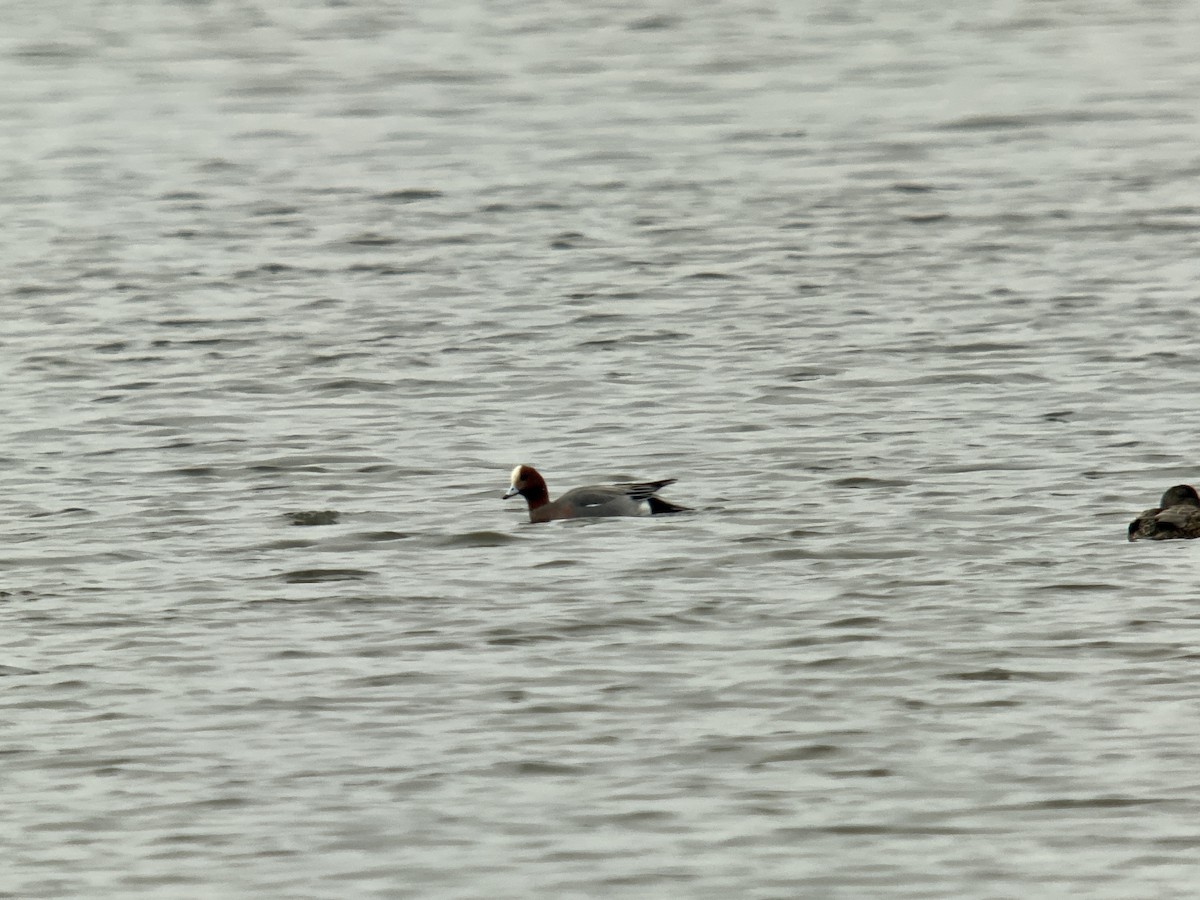 Ahate txistulari eurasiarra - ML529539521
