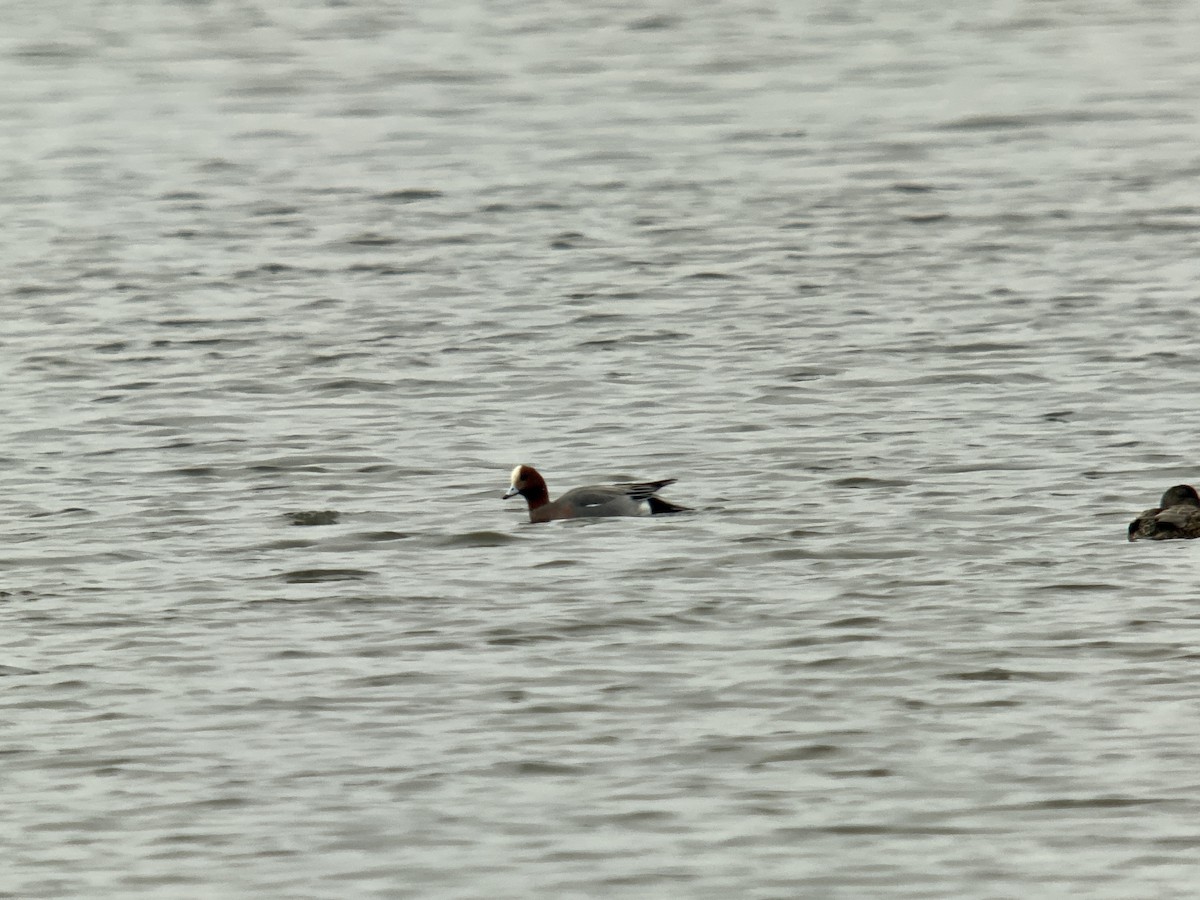 Eurasian Wigeon - ML529539521