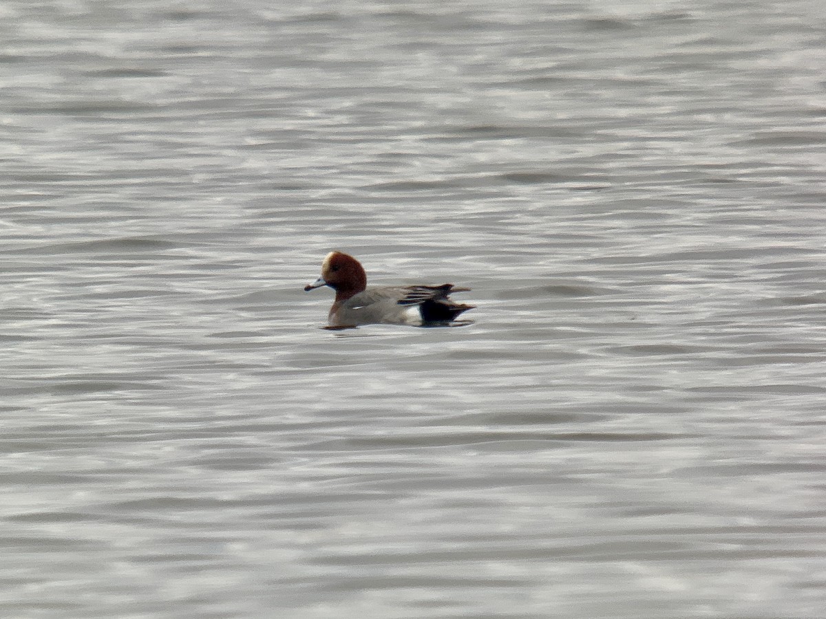 Eurasian Wigeon - ML529539541